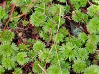 Камнеломка розовая – Saxifraga rosacea Moench. (1)