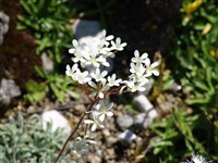 Камнеломка рыхлая – Saxifraga exarata Vill.