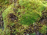 Камнеломка священная – Saxifraga sancta Griseb.