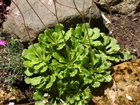 Камнеломка теневая – Saxifraga umbrosa L.
