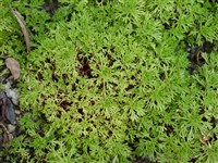 Камнеломка трехвильчатая – Saxifraga trifurcata Schrad.