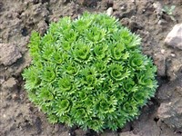 Камнеломка элегантнейшая – Saxifraga x elegantissima Engl. & Irmsch.