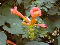 Кампсис Теглайбуна, гибридный – Campsis x tagliabuana (Vis.) Rehd.