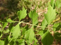 Кампсис укореняющийся – Campsis radicans (L.) Seem. (1)