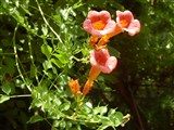 Кампсис укореняющийся – Campsis radicans (L.) Seem. (2)