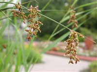 Камыш озёрный – Scirpus lacustris L. (1)