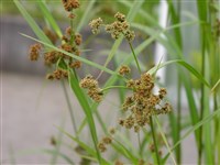 Камыш циперусовый – Scirpus cyperinus (L.) Kunth.