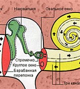 Каналы улитки