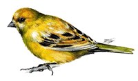 Канарейка (рисунок)