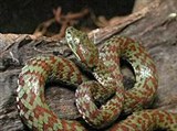 Канбурийская куфия (Trimeresurus kanburiensis)