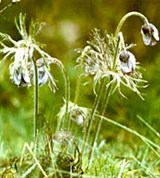 Каневский заповедник (прострел поникший)