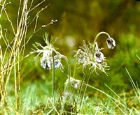 Каневский заповедник (прострел поникший)