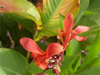 Канна индийская – Canna indica L.