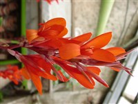 Канна садовая – Canna x generalis L.H. (1)