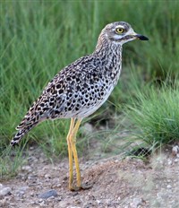 Капская авдотка (фотография)