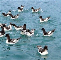 Капский голубок (стая)