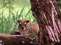 Капский даман Джонсона