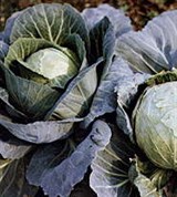 Капуста (белокочанная)