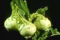 Капуста кольраби