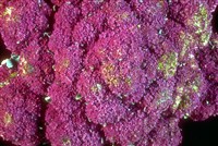 Капуста цветная (1)