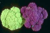 Капуста цветная (2)