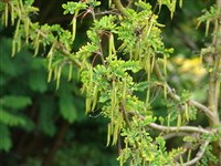 Карагана Максимовича – Caragana maximowiczii Komar.