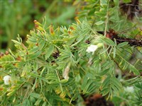 Карагана гривастая, верблюжий хвост – Caragana jubata (Pall.) Poir. (1)