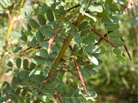 Карагана древовидная, сибирская, Буа – Caragana arborescens Lam. (1)