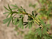 Карагана карликовая – Caragana pygmea (L.) DC.