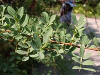 Карагана колючая – Caragana spinosa (L.) DC.