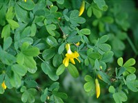 Карагана кустарниковая, дереза, чапыжник – Caragana frutex (L.) K.Koch.