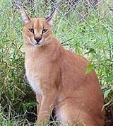 Каракал (сидящий)