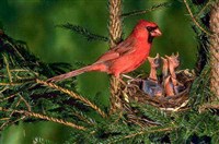 Кардинал (птица)