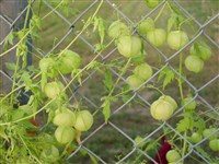 Кардиоспермум халикакабовый – Cardiospermum halicacabum L. (1)