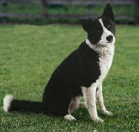 Карельская медвежья собака