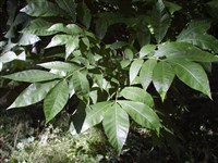 Кария сердцевидная, горькая, мелкая – Carya cordiformis (Wangenh.) K.Koch.