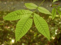 Кария яйцевидная, мелкоплодная – Carya ovata (Mill.) K.Koch.