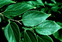 Каркас Бунге – Celtis bungeana Bl.