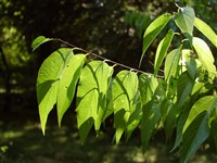 Каркас гладкий, миссиссиппский – Celtis laevigata Willd.