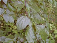 Каркас западный – Celtis occindentalis L.