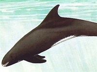 Карликовая косатка