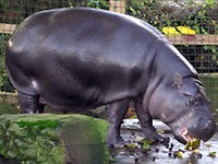 Карликовый бегемот (Choeropsis liberiensis)