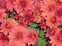 Кармин [Род дендрантема – Dendranthema (DC.) Desmoul]