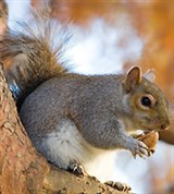 Каролинская серая белка (Sciurus carolinensis)