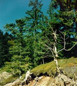 Карпатский заповедник