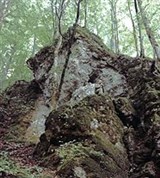 Карпатский заповедник (горный лес)