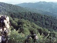 Карпатский заповедник (панорама)