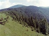 Карпатский заповедник (склоны гор)