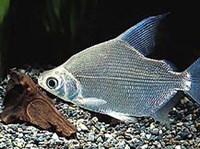 Карпообразные (Цитаринус)