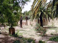 Карфаген (пальмы)